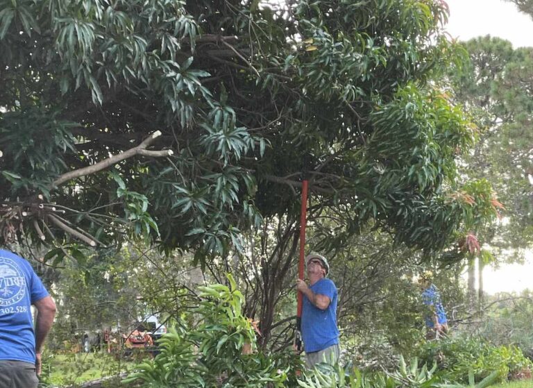 Pruning a Mango Tree